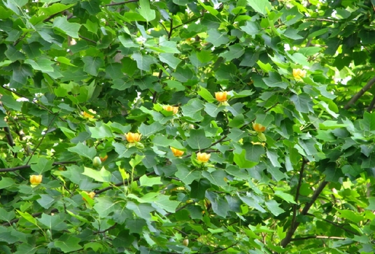 Liriodendron chinensis seed